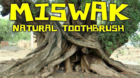 Miswak Sticks: All Natural Toothbrush from Arak Root - YouTube