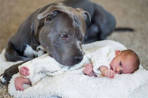 Are PitBulls Safe Around Babies? Things To Consider - PitBullTribe.com