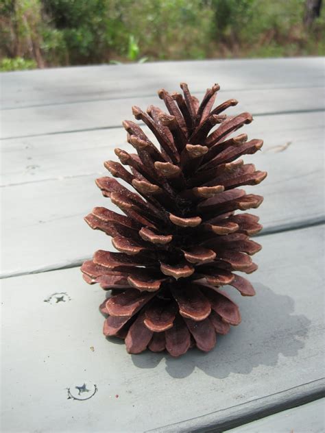 Tree-Ring Circus: More About Pine Cone Seeds