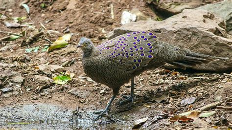 Grey Peacock-Pheasant | Bubo Birding