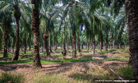 LETTER | Palm oil industry: Focus on replanting for sustainability