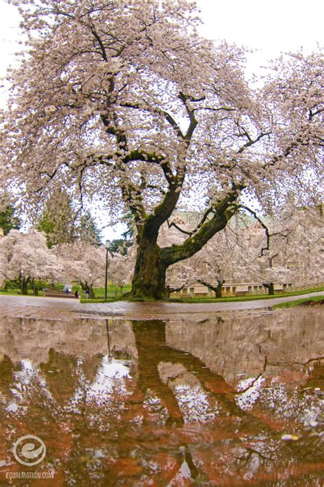 15 Photos Of The UW Cherry Blossoms