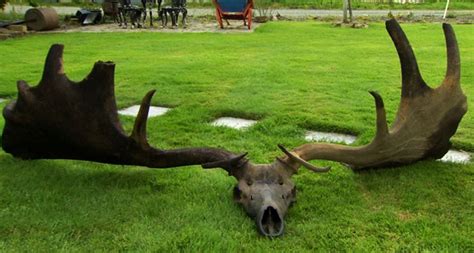 Antlers of extinct giant Irish Elk found at the bottom of Lough Neagh | The Irish Post