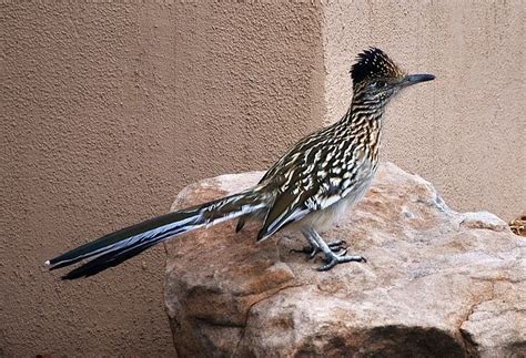 New Mexico state bird | The State Bird of NEW MEXICO - the Roadrunner ...