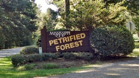 Like many of Mississippi’s best sites, the Petrified Forest is located ...