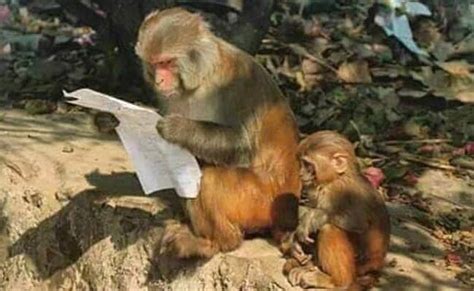 This Pic of a Monkey Reading Begs to be a Meme. Send Us Your Versions