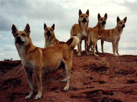 Carolina Dog - Temperament, Lifespan, Shedding, Puppy