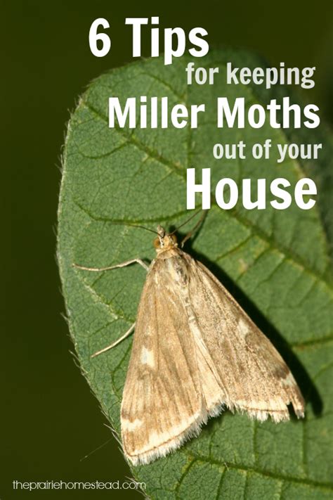 How To Prevent Moths From Getting In Your House - House Poster