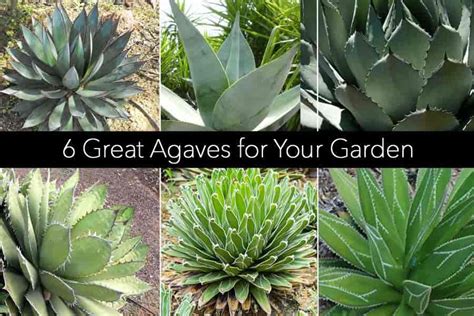 Growing Agave Plants: How To Care For and Use Them Indoors and Outdoors