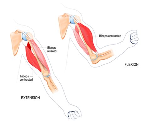 Bicep Muscles Anatomy