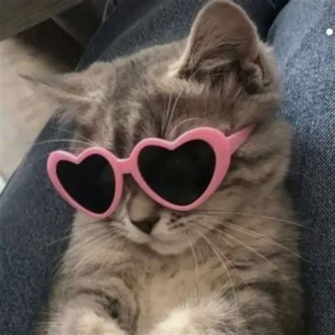 cute small cat pfp with pink heart glasses💕 | Cute cats photos, Funny ...