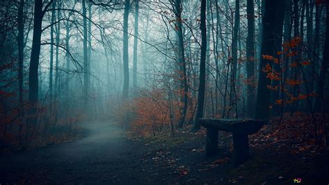 Dark Forest Zoom Background - Download beautiful, curated free zoom background images on ...