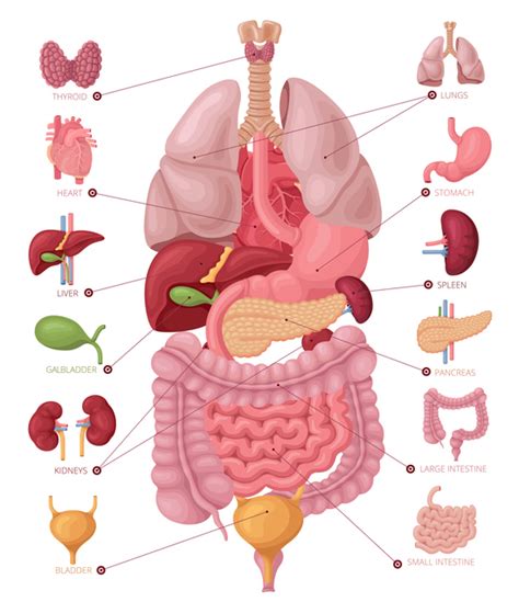 Location of organs including the spleen, stomach and pancreas, which could be areas causing ...