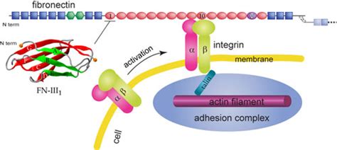 Fibronectin and Integrin