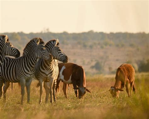 Keep Namibia's Wildlife on the Land