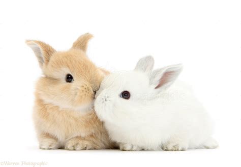 White and sandy baby bunnies kissing photo WP47615