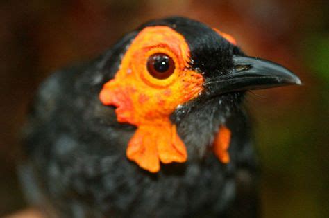 Animals of Papua New Guinea