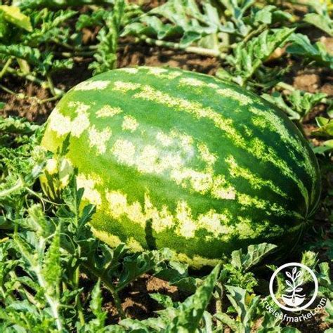 Watermelon Seeds - All Sweet | Grow Non-GMO Heirloom Garden Seed