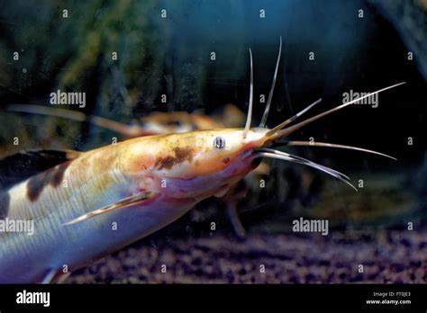 African catfish hi-res stock photography and images - Alamy