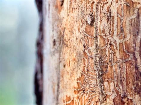 Tree Borer Insects - How To Identify Tree Borers