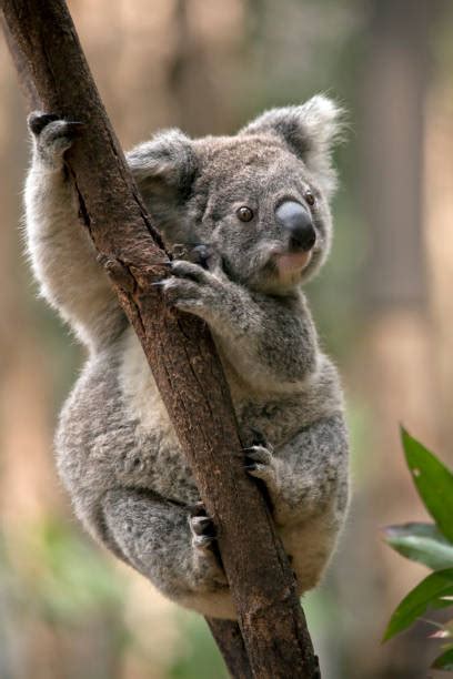 Best Koala Claws Stock Photos, Pictures & Royalty-Free Images - iStock