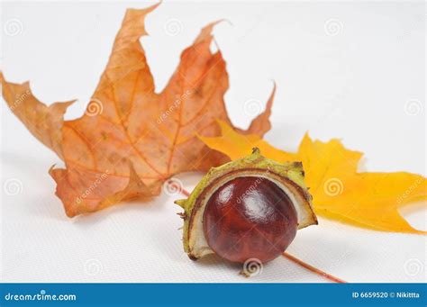 Chestnut and Leaves, Fall is Coming Stock Photo - Image of maple, full: 6659520