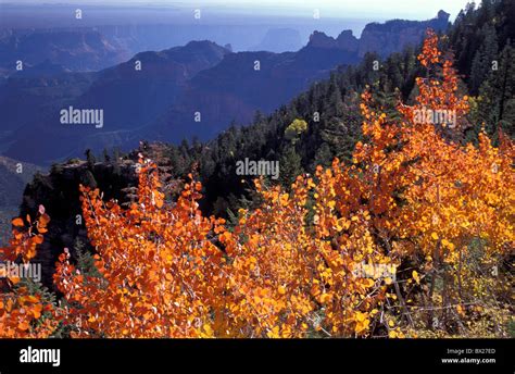 America Arizona Autumn colors Color Colour Fall colors Grand Canyon ...