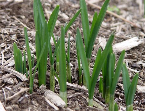 Daffodil bulbs are already sprouting leaves: Gardening Q&A with George Weigel - pennlive.com