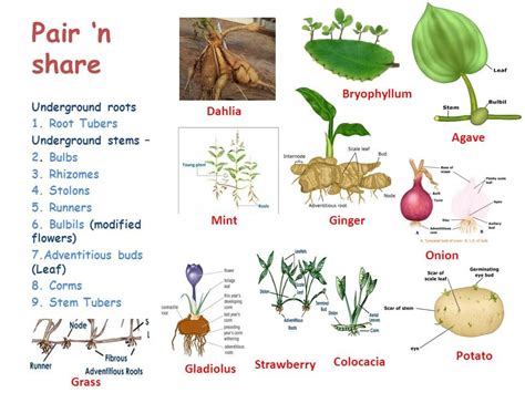 Natural Vegetative Propagation Methods - FarmPally.com