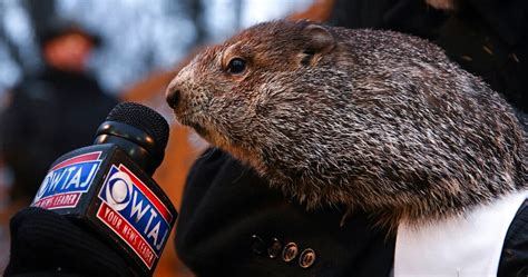 Punxsutawney Phil from Punxsutawney, Pennsylvania — GROUNDHOG DAY