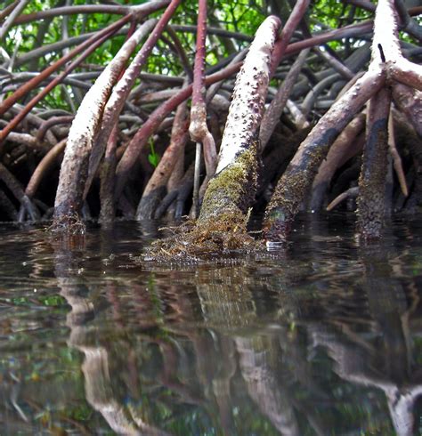 Rhizophora Mangle, Red Mangrove, Roots, St. Thomas, USVI | Flickr