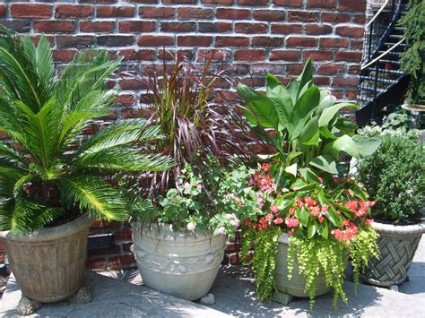 Cannas in Containers