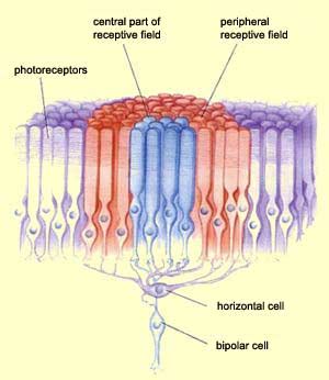 Visual System 1: Retina - Computational Neuroscience in excel