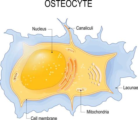 Osteocyte Illustrations, Royalty-Free Vector Graphics & Clip Art - iStock