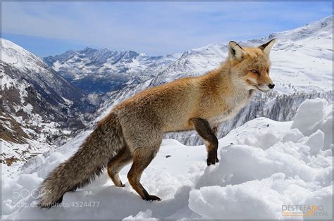 30 Adorable Photos Of Foxes In The Snow - 500px