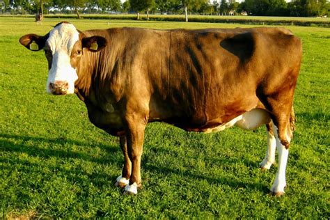 23 Brown Cow Breeds (A to Z List and Pictures) – Fauna Facts