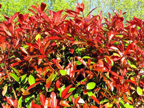 Photinia 'Red Robin' Planting Guide Information - King and Co the Tree Nursery