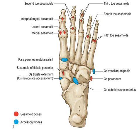 Accessory Bones of the Foot - Foot and Ankle Academy