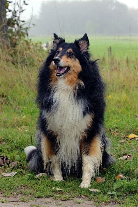 What Kind of Dog Is Lassie? The True Story | Hepper