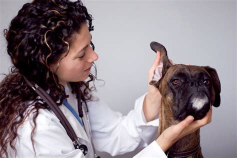 Histiocytoma in Dogs: Symptoms, Causes, & Treatments - DogTime