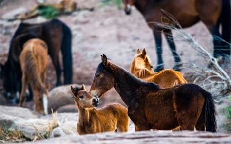 Australia's wild horses - Australian Geographic