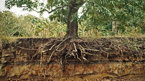 3 Types of Tree Root Systems - A Plus Tree