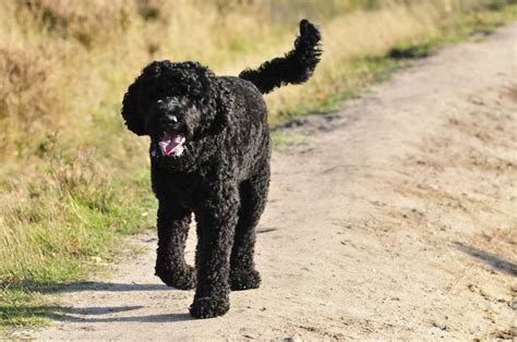 Barbet Dog : History, Temperament, Care, Training, Feeding & Pictures