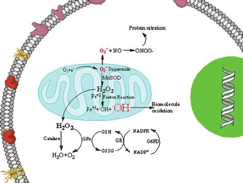 Free radicals are generated by various mechanisms. One way by which...