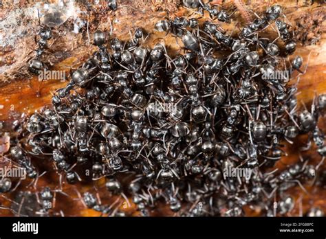 Black-colored ants in their nest (Formica fusca Stock Photo - Alamy