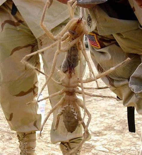 Giant Camel Spider How giant are these camel spiders? They can grow up ...