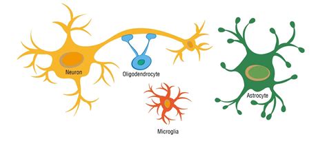 Microglia: The protectors of the brain - Science in the News