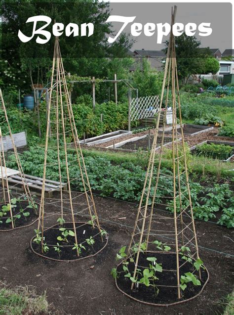 Planting Beans - Tips for Growing Beans in Your Garden - Everything About Garden