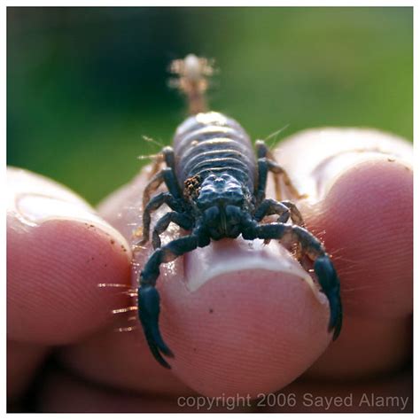 A Scorpion Hug | A baby African Emperor Scorpion hugging ont… | Flickr