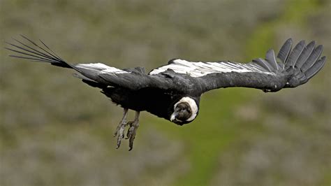 Andean Condor Wingspan